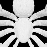 Tarantula