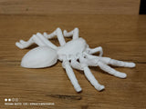 Tarantula